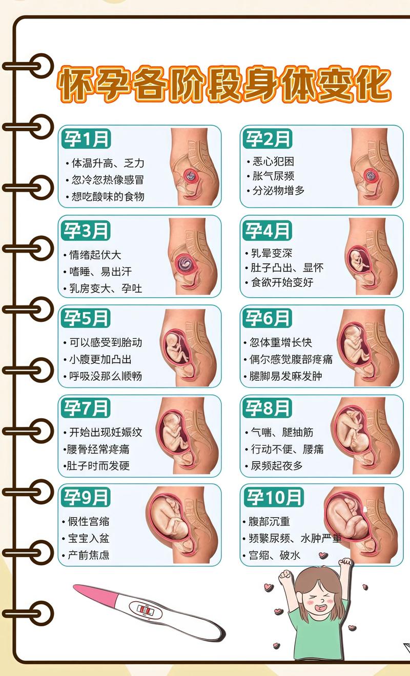 揭秘供卵代孕妈妈怀孕小腹分两节，孕期变化的奥秘奉节代生机构: